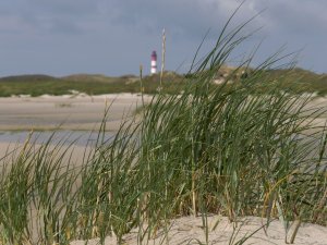 amrum_02.jpg