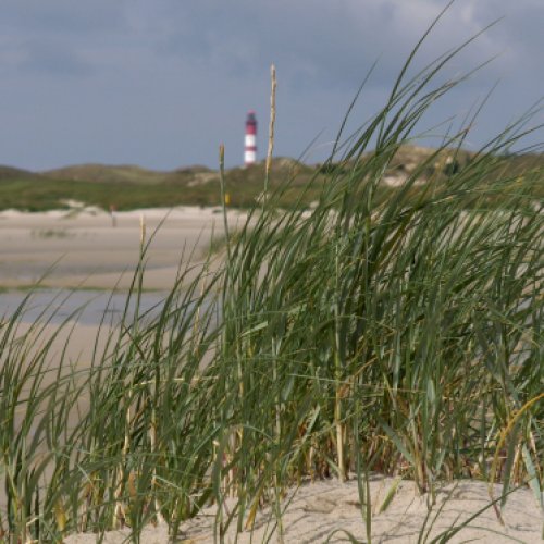 Amrum 02